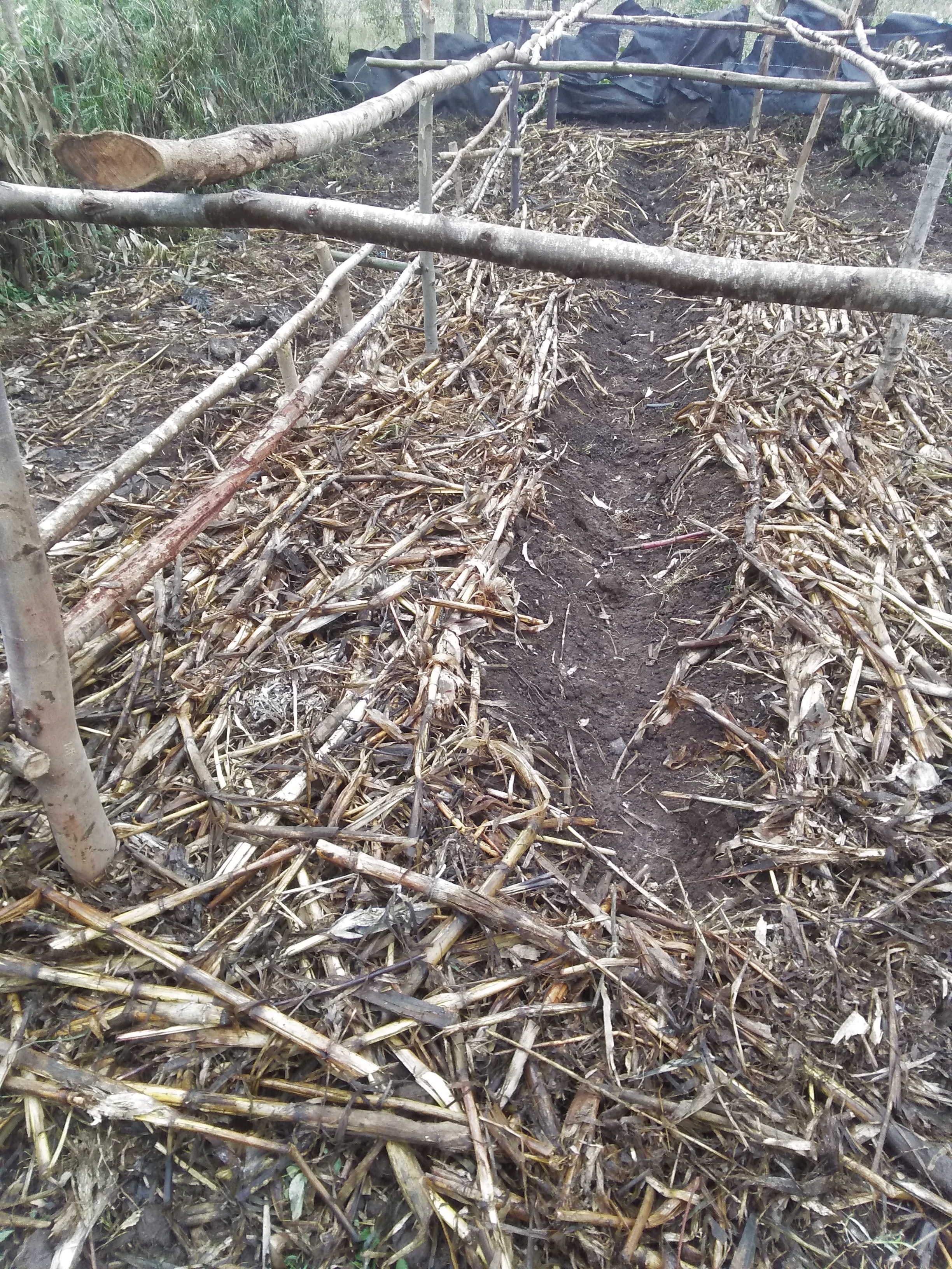 raised bed garden