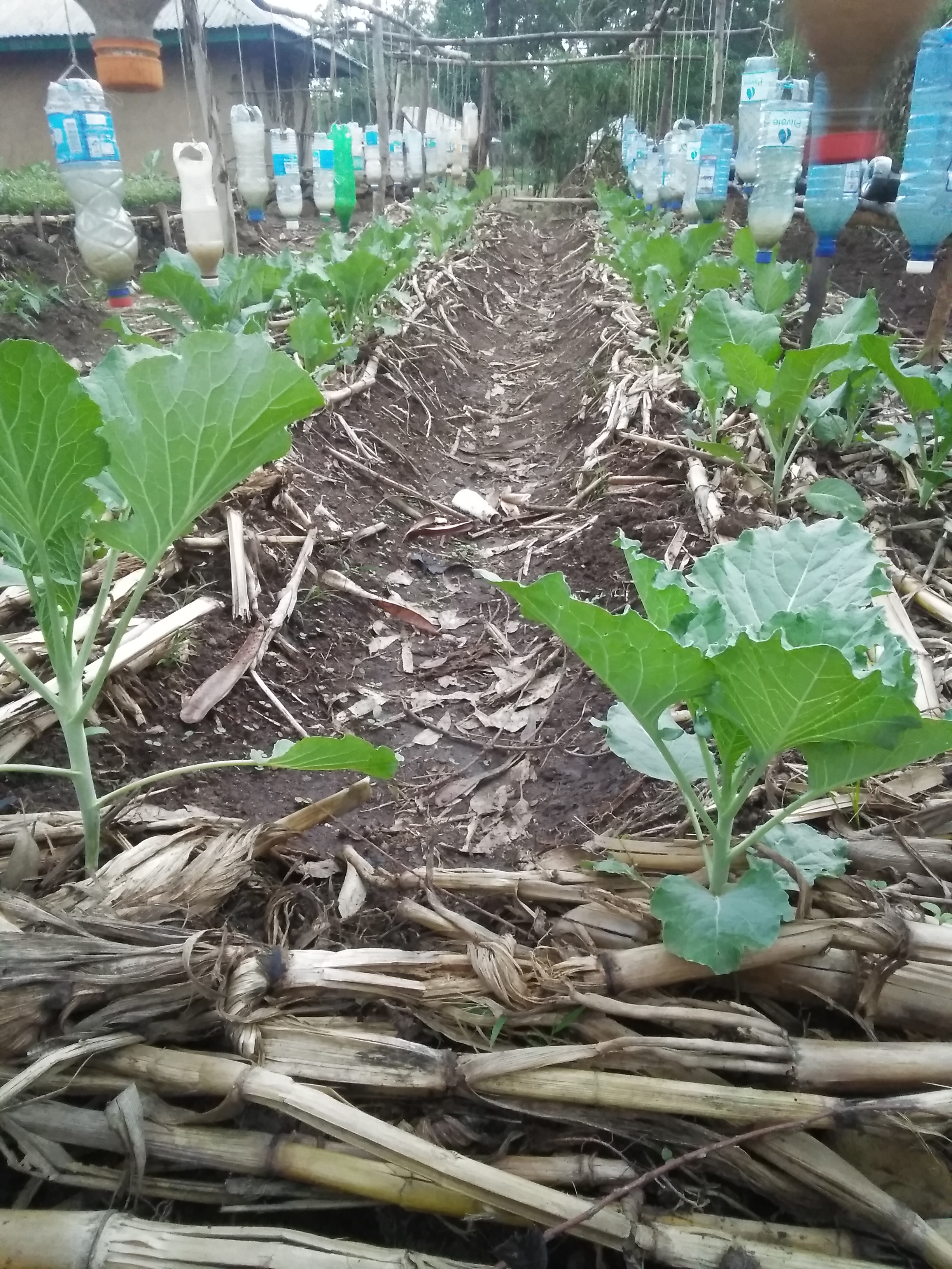 raised bed garden