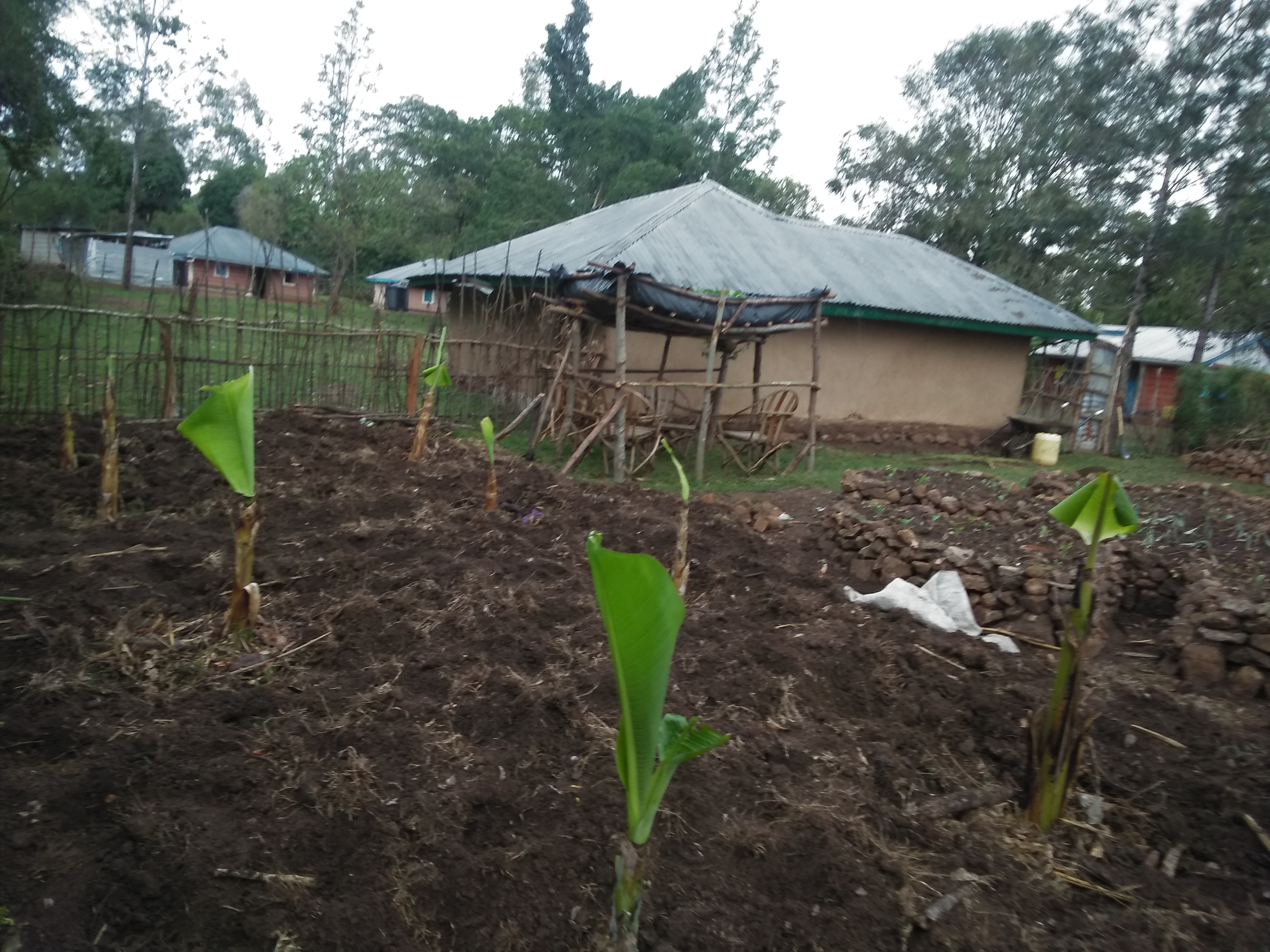 banana plants