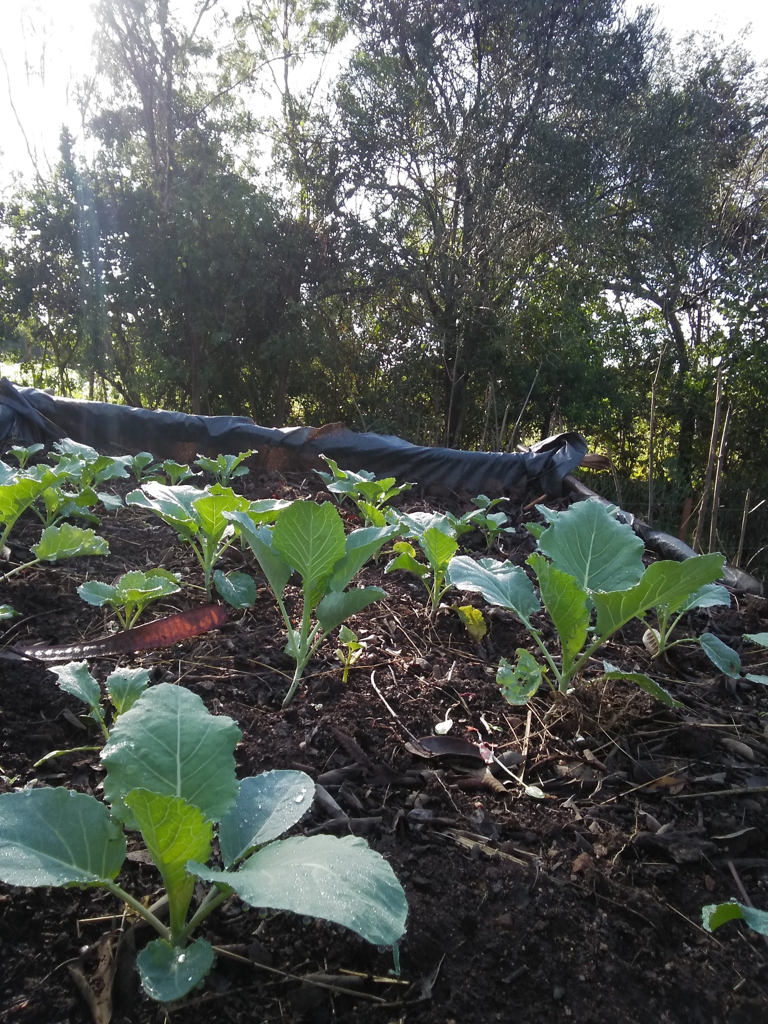 rackshade garden