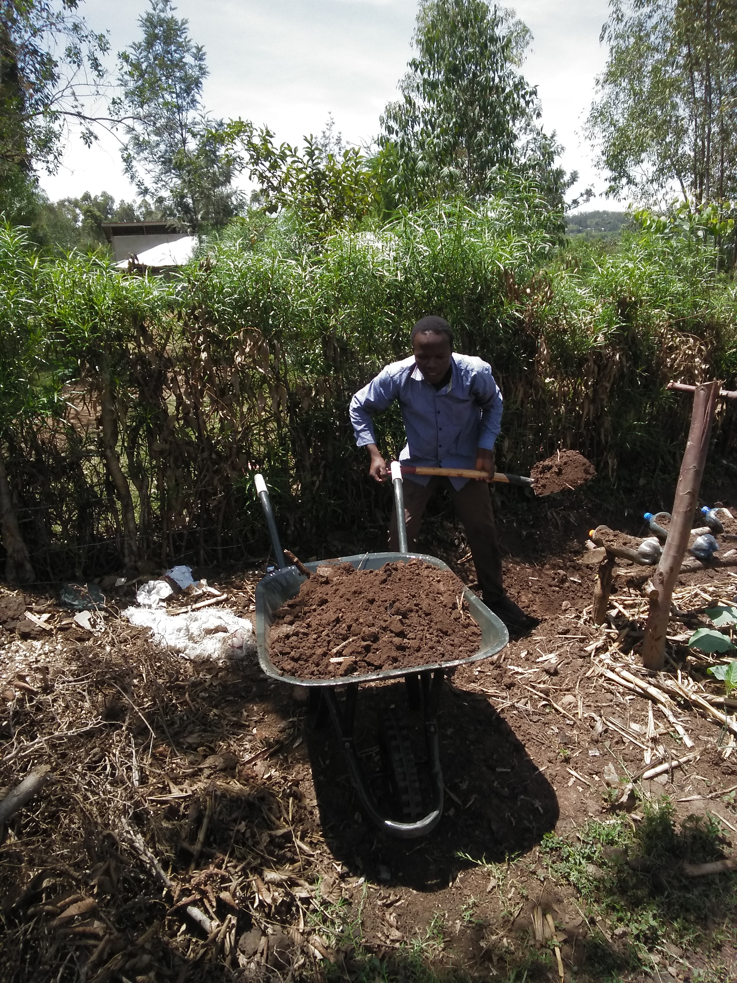 compost manure for seedlings