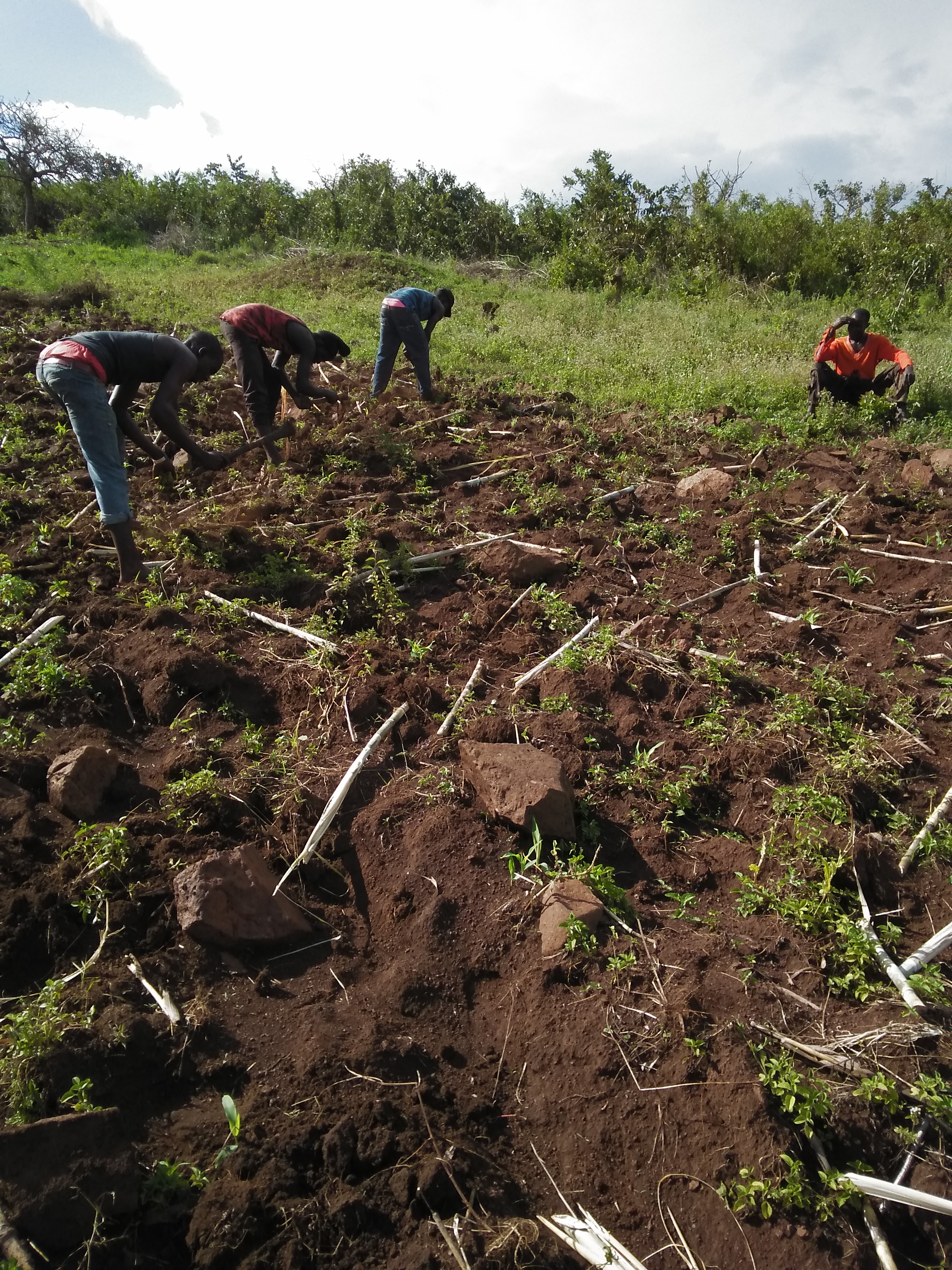 land preparation