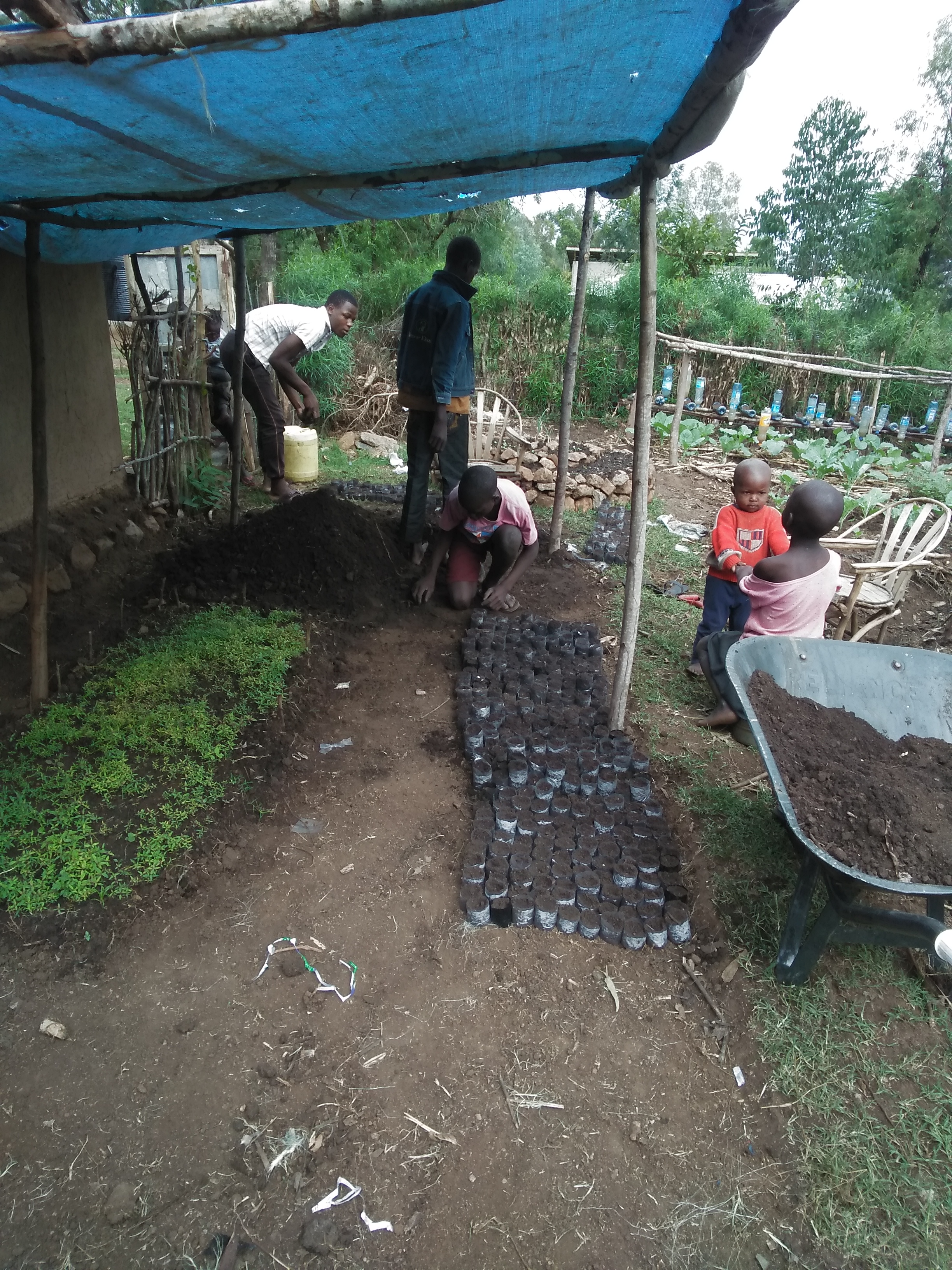 porting seedlings