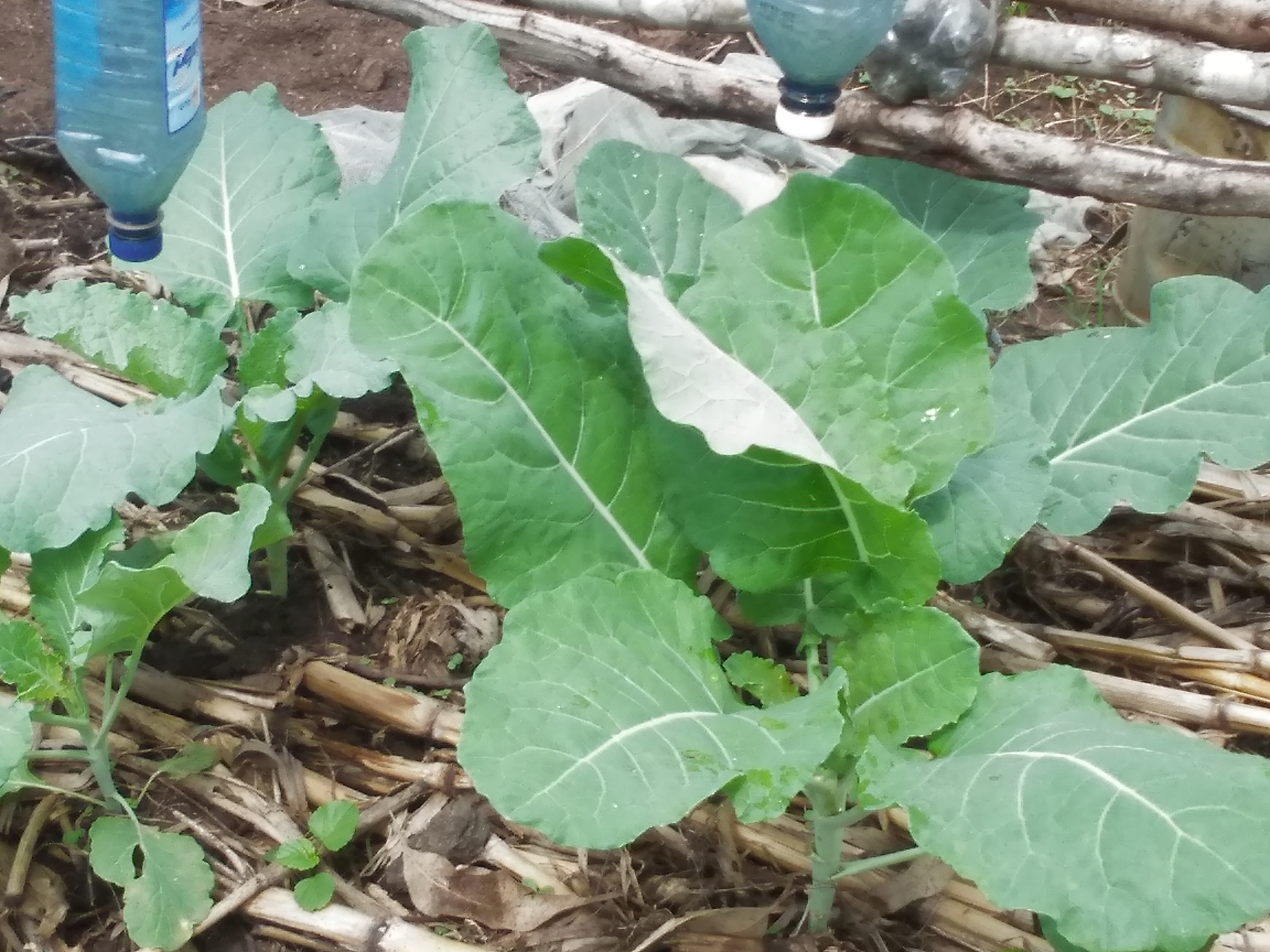 kales in a raised bed garden