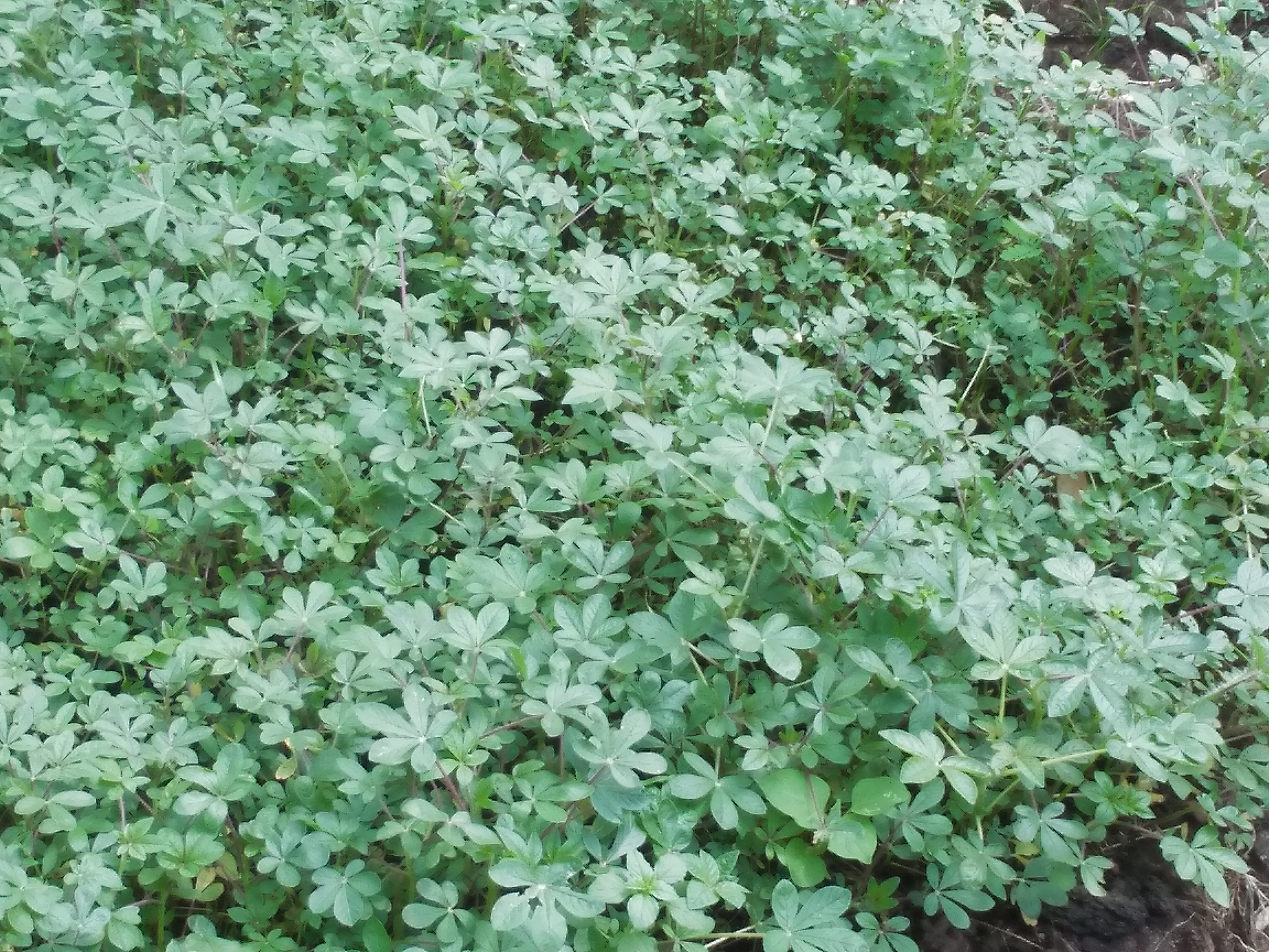 spider kale