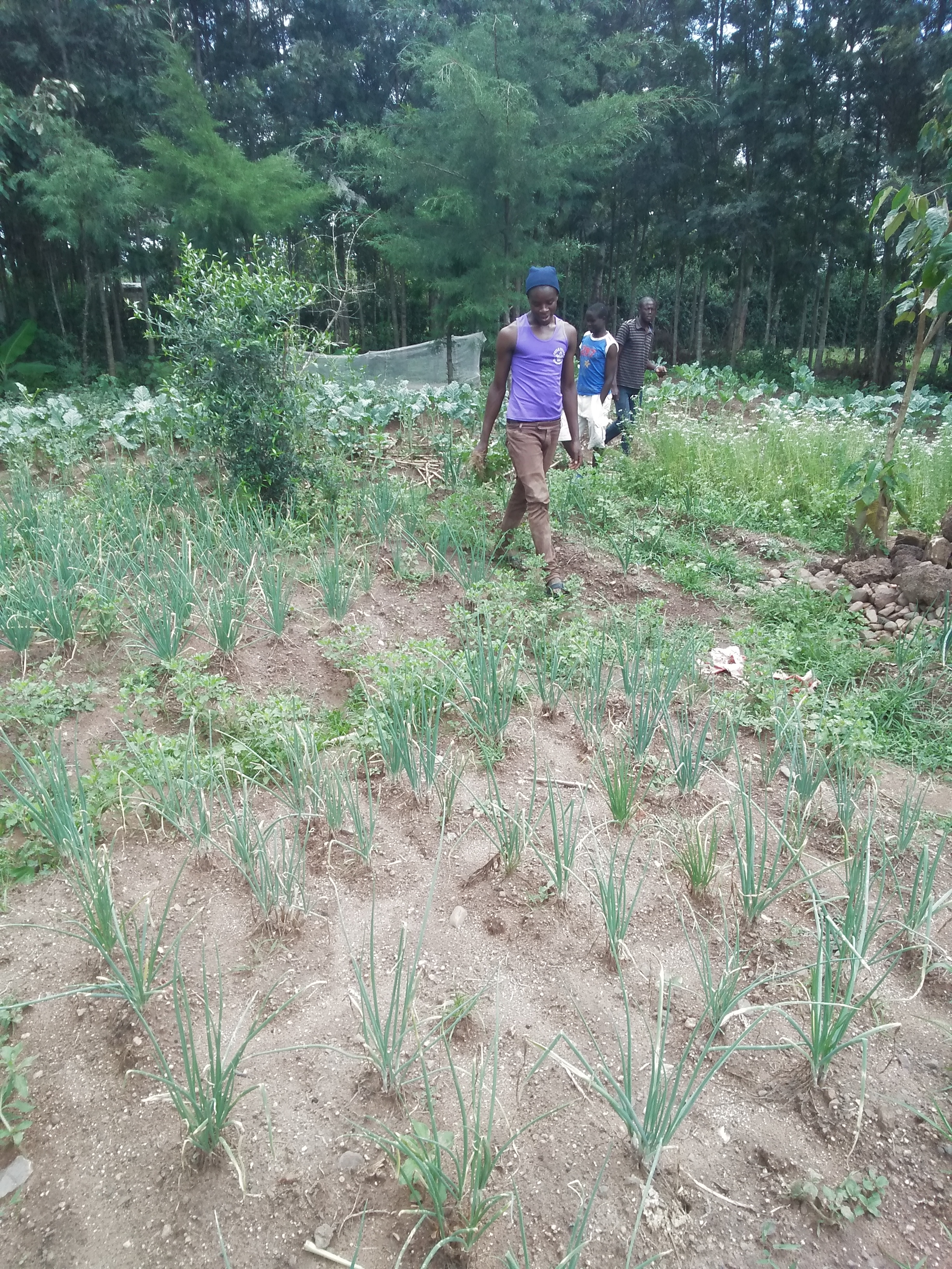 onions