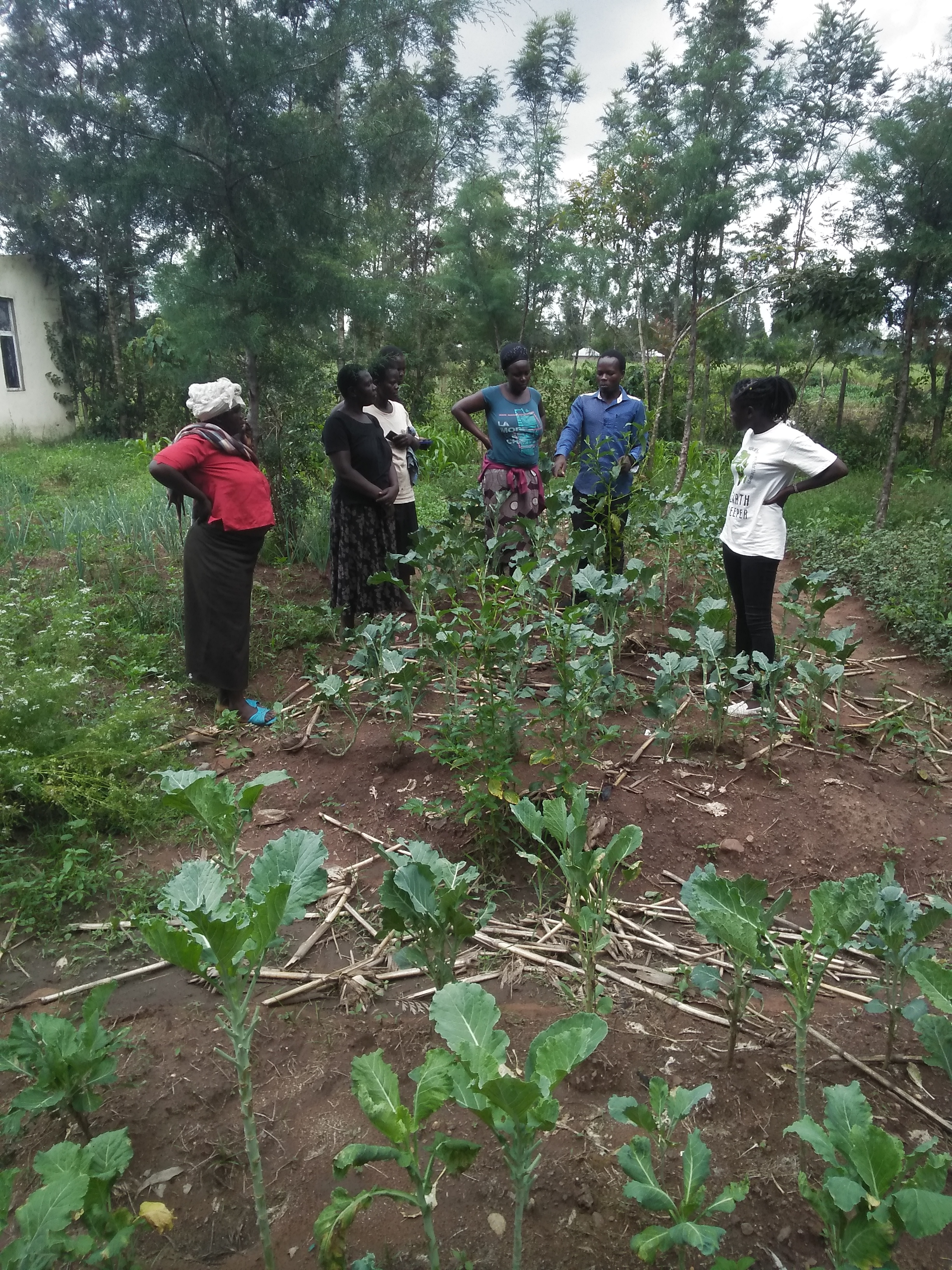 kitchen garden
