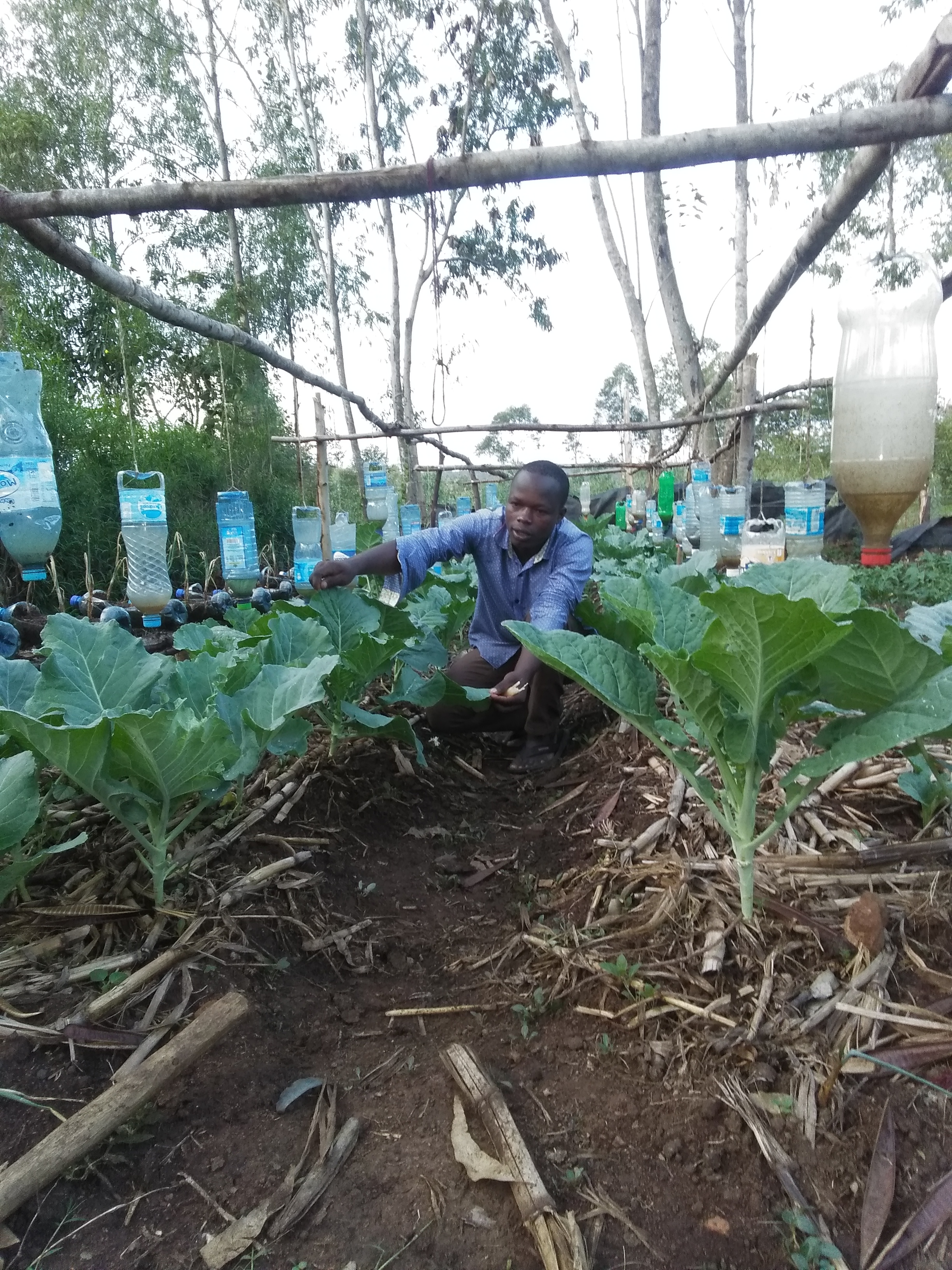 bottle irrigation