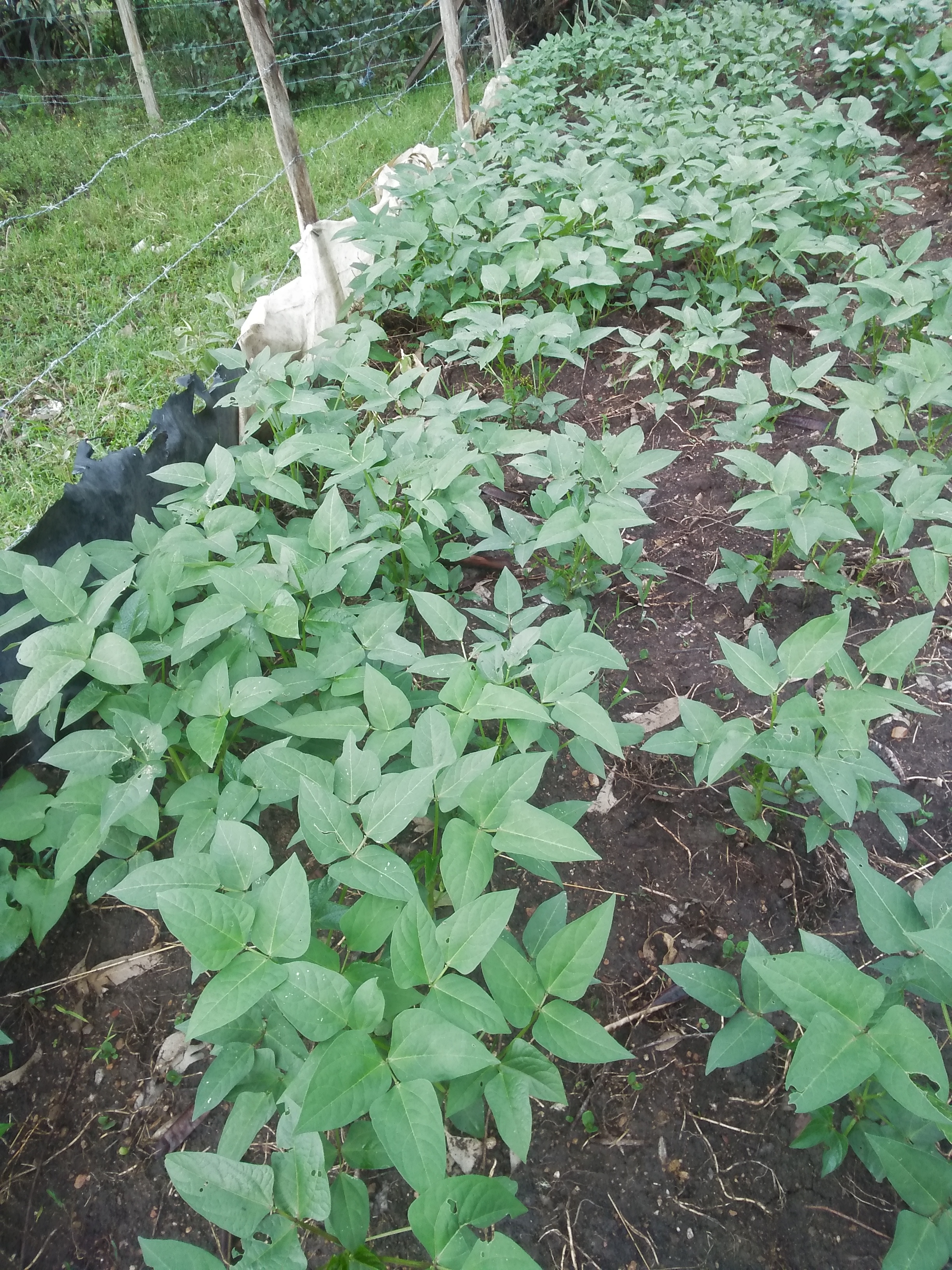 cow peas