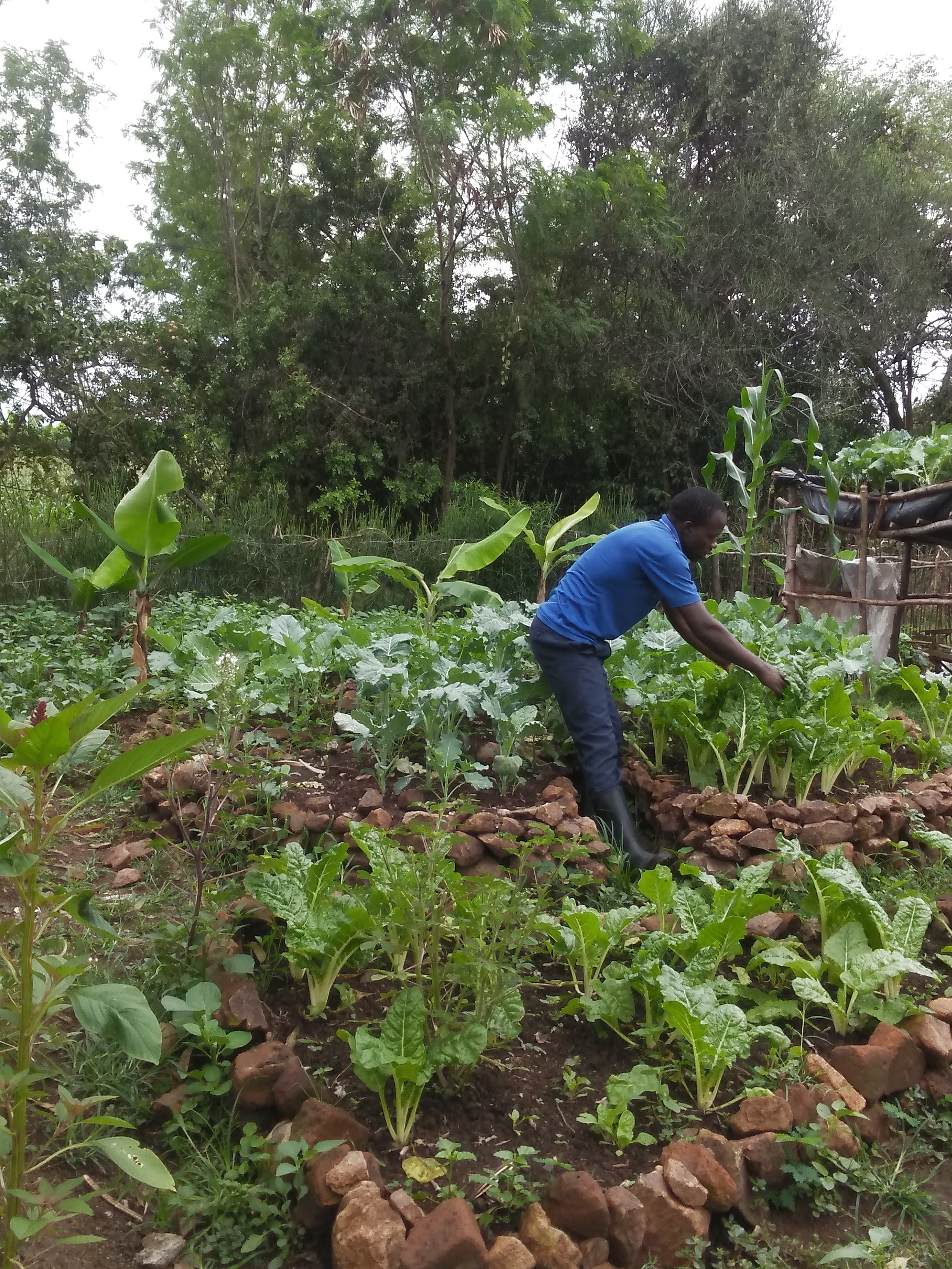 harvesting spinach