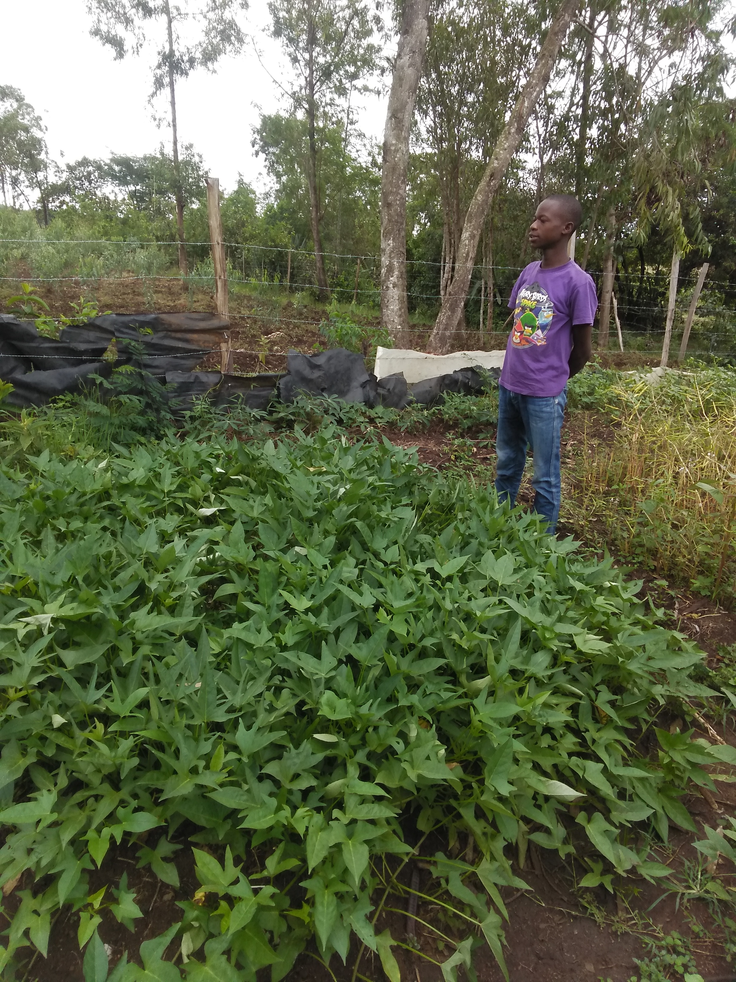 control soil erosion using sweet potato