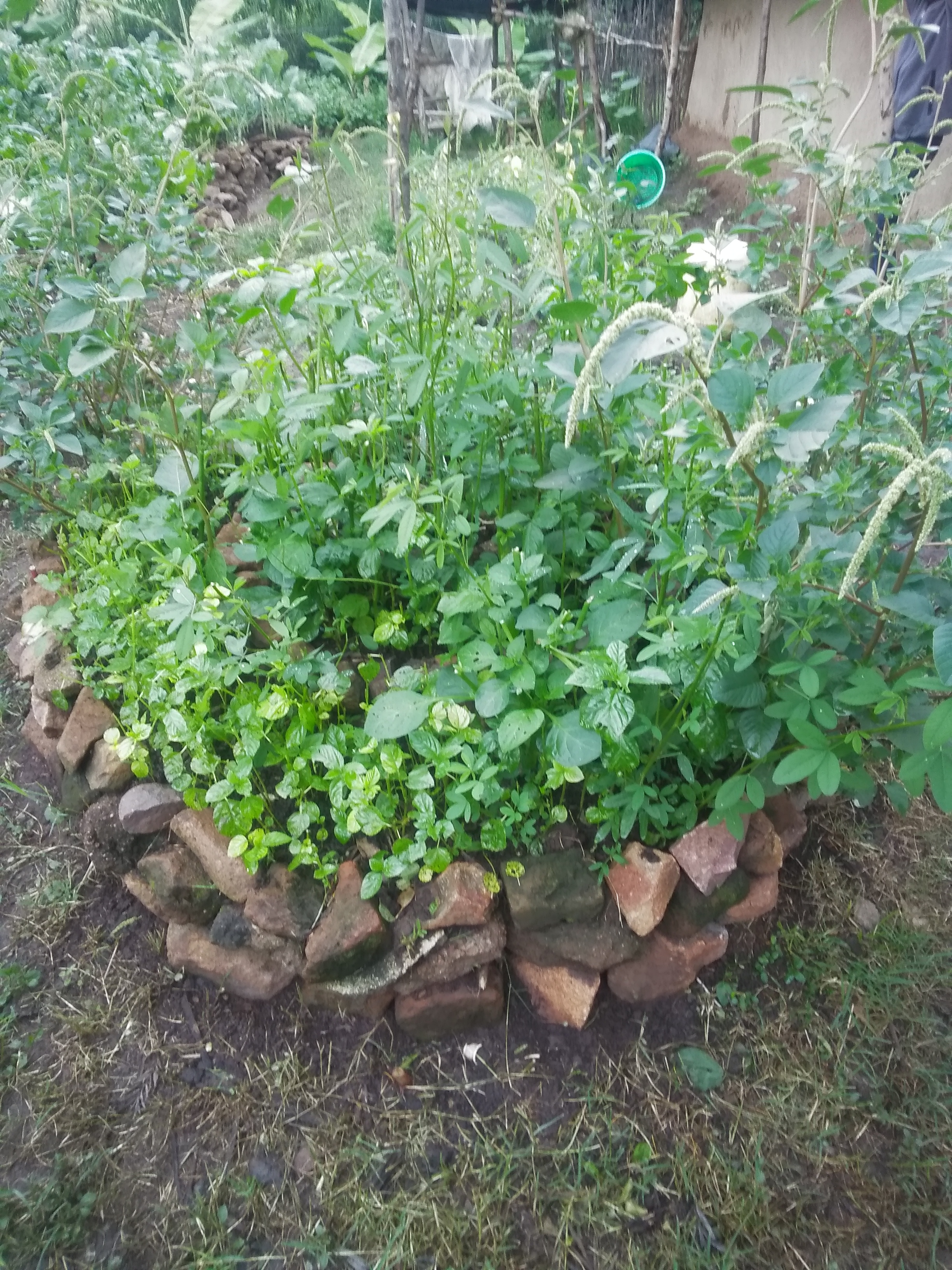 mixture of local vegetables