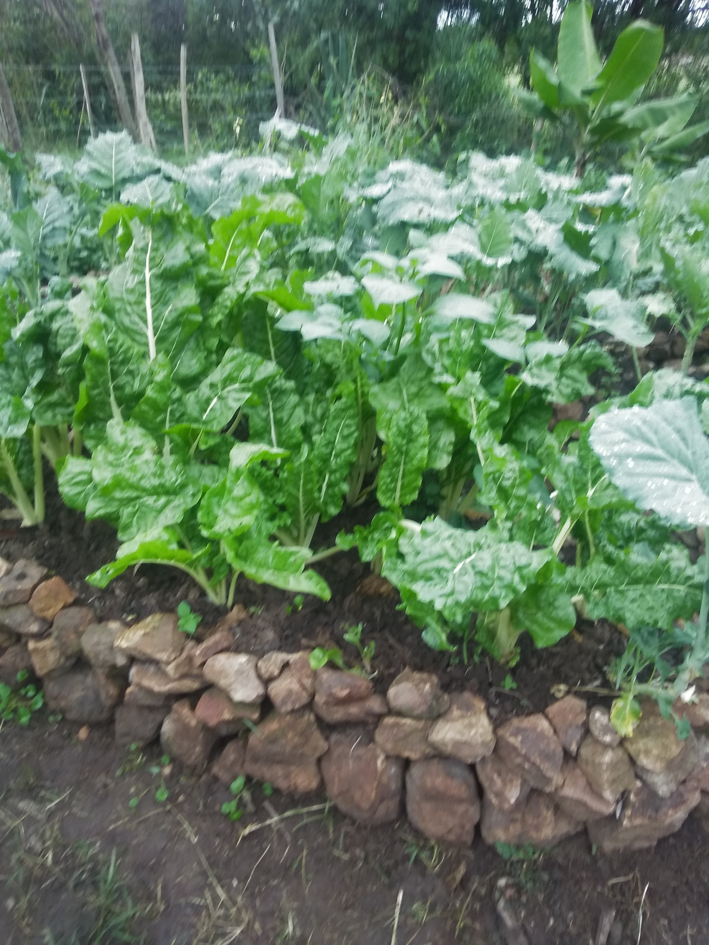 spinach, kale, circlehole garden