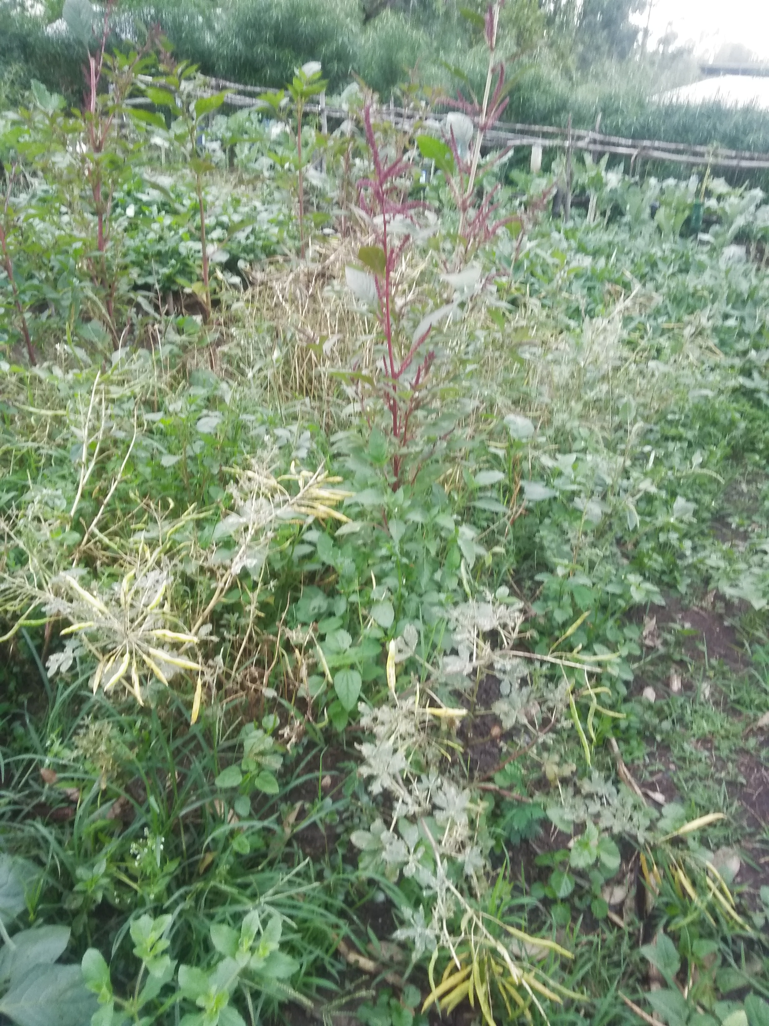 spider kale for seeds