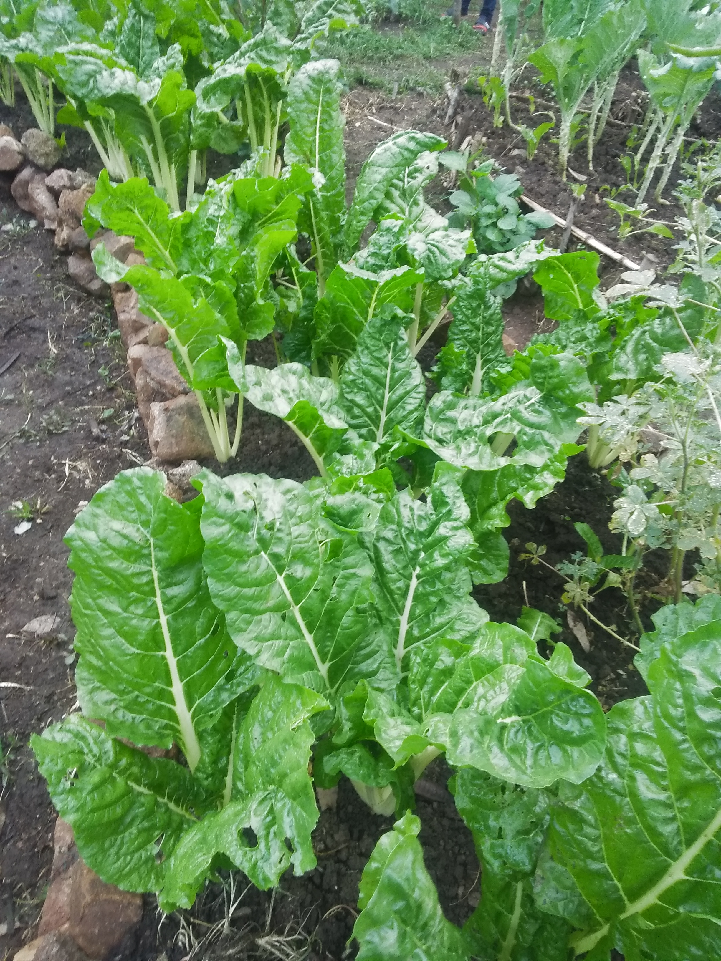 spinach, quarter circlehole garden