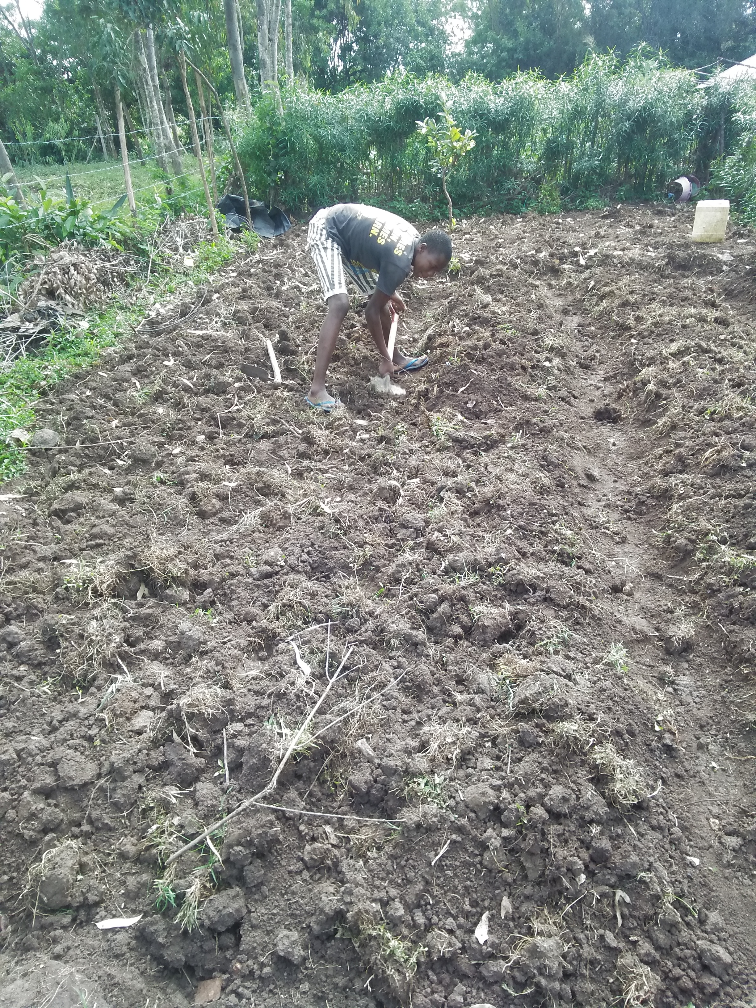 raised bed garden
