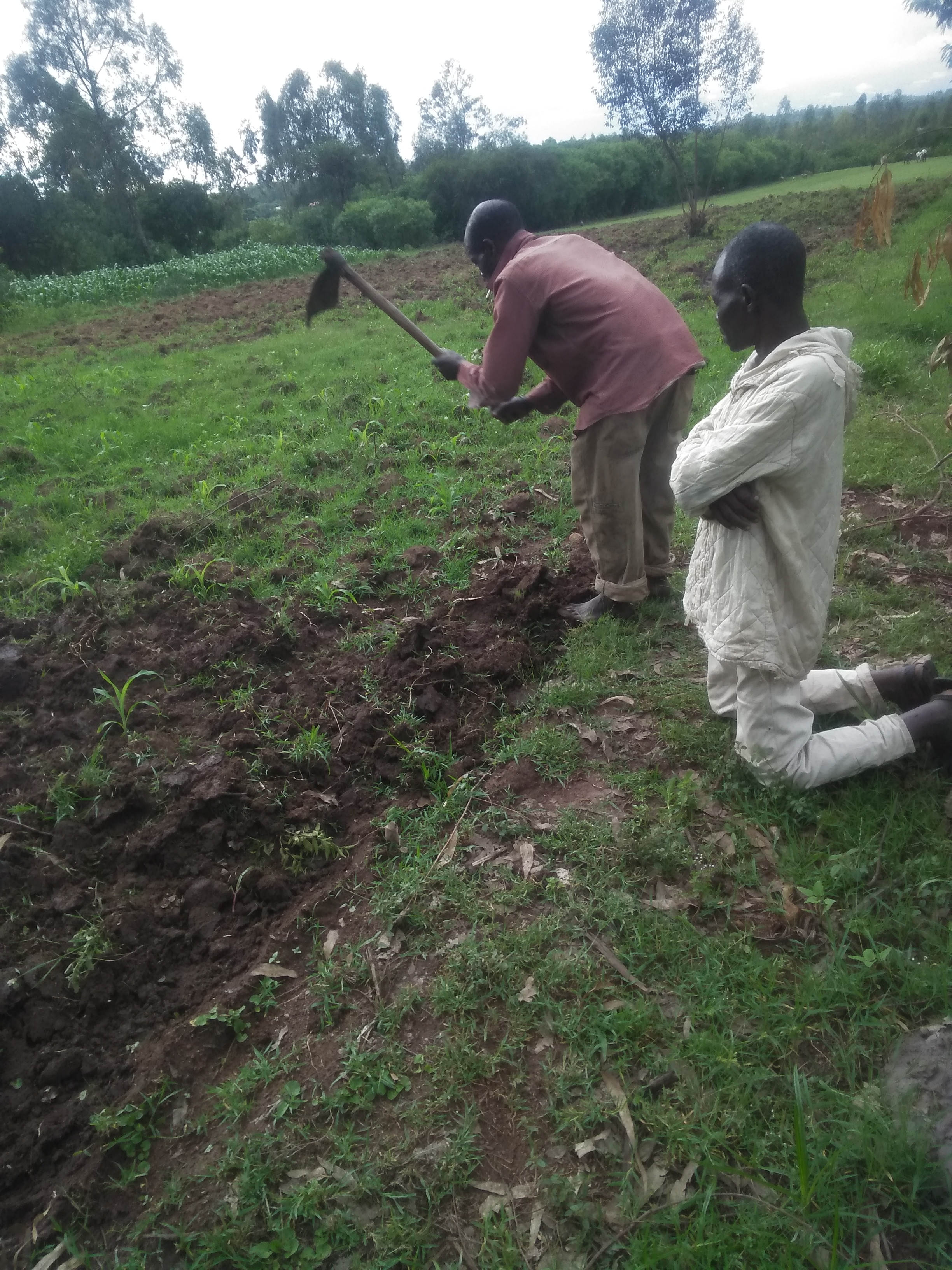 Working on maize farm.